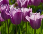 Purple Tulips 1