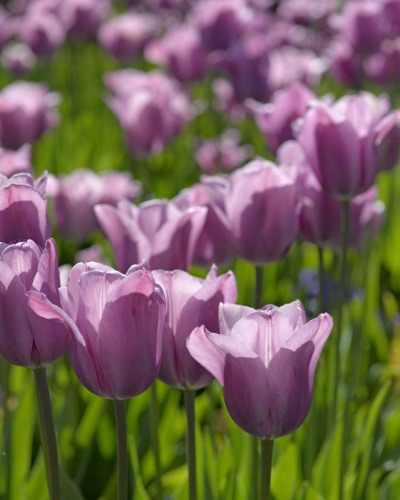Purple Tulips 2