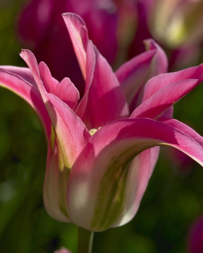 Red Tulips 8