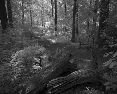 Woodland Path