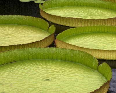 Water Platter 79