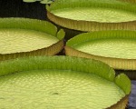 Water Platter 79