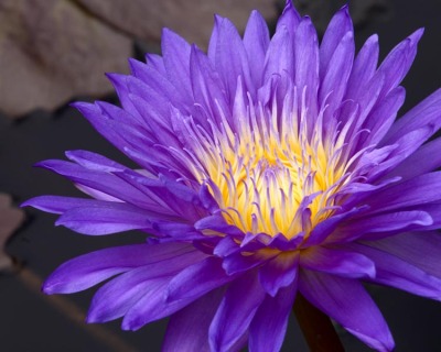 Ultra Violet