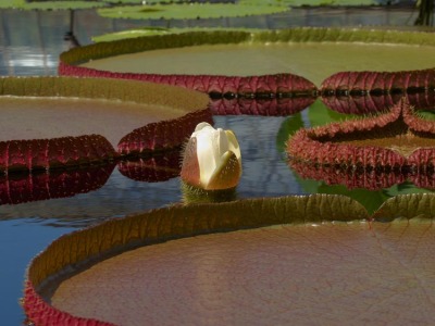 Water Platter 17