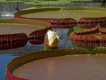 Water Platter 17
