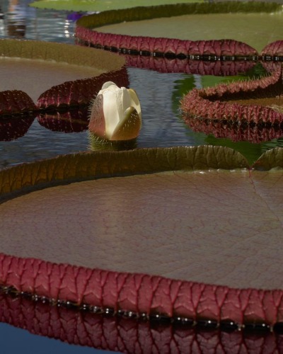 Water Platter 20