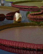Water Platter 20