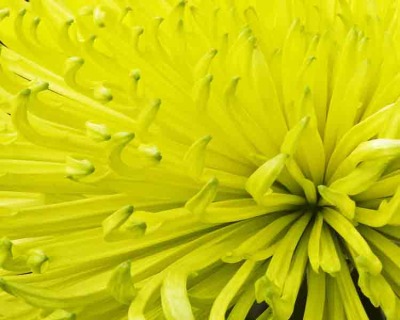 Yellow on Yellow