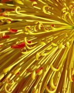 Yellow-Red Spider Mum