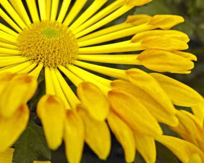 Yellow Spoon Mum