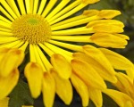 Yellow Spoon Mum