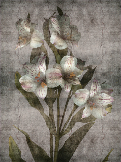 Alstroemeria Fresco