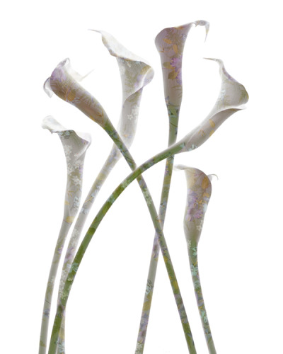 Meadow Soft Callas I