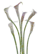 Meadow Soft Callas II