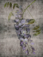 Wisteria Fresco