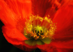 Coral Poppy