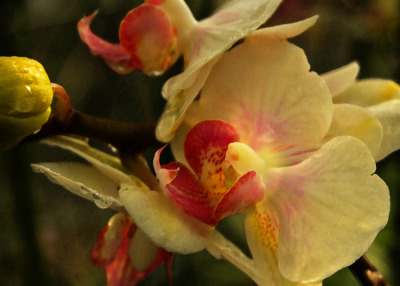 Flying Orchid