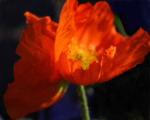 Orange Poppies