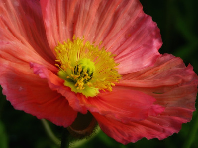 Salmon Poppy