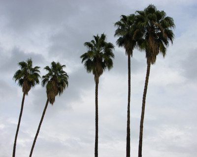 Venice Beach