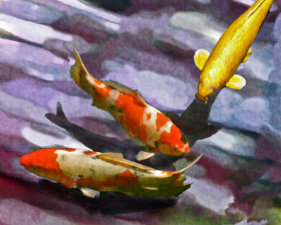 Yellow Koi