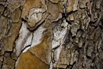 Tree Texture