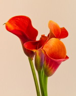 Red Orange Callas