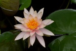 Water Lily #1