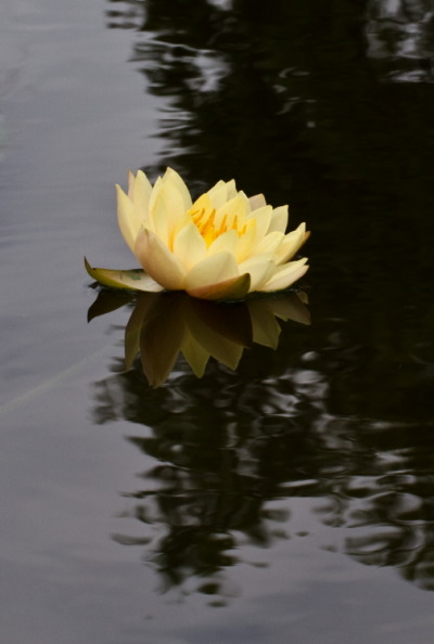 Water Lily #4