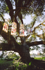 Stained Glass and Live Oak