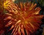 Chrysanthemum 006
