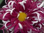 Chrysanthemum 010