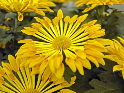 Chrysanthemum 011