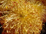 Chrysanthemum 020