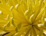 Chrysanthemum 046