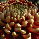 Chrysanthemum 050