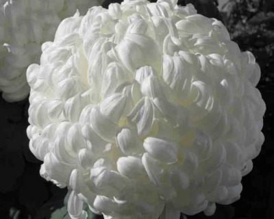 Chrysanthemum 052