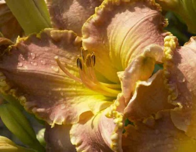 Day Lilies 007