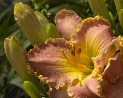 Day Lilies 010