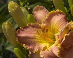 Day Lilies 010