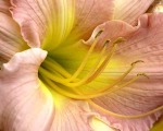 Day Lilies 018