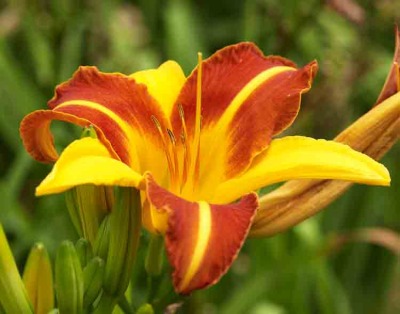 Day Lilies 071