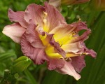Day Lilies 078