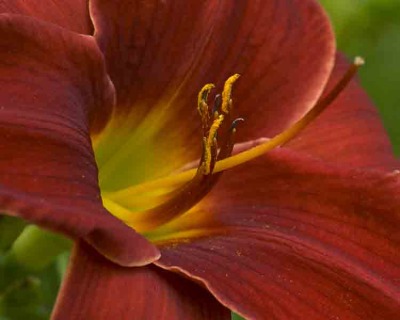 Day Lilies - Red