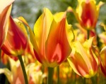 Yellow Tulips 19