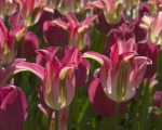 Red Tulips 7