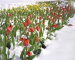 Tulips in Snow
