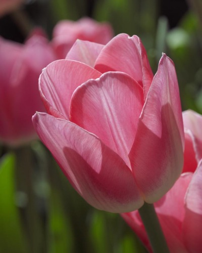 Pink Tulip 11