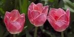 3 Pink Tulips