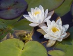 Water Lilies Frog